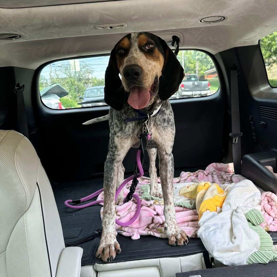 Smokey, ADOPTABLE, Young Female Bluetick Coonhound.