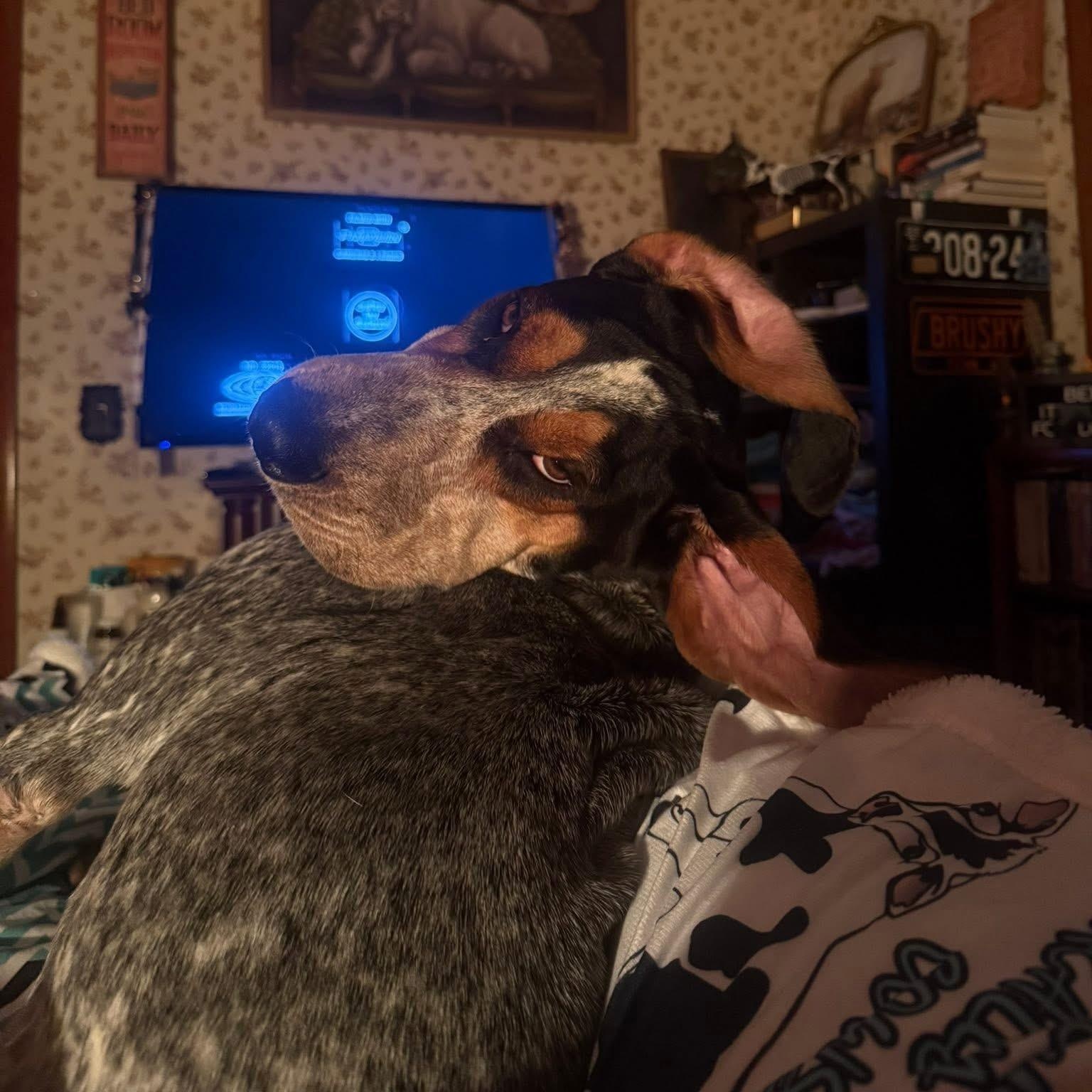 Smokey, a ADOPTABLE Bluetick Coonhound in Greeneville, TN image 2/6