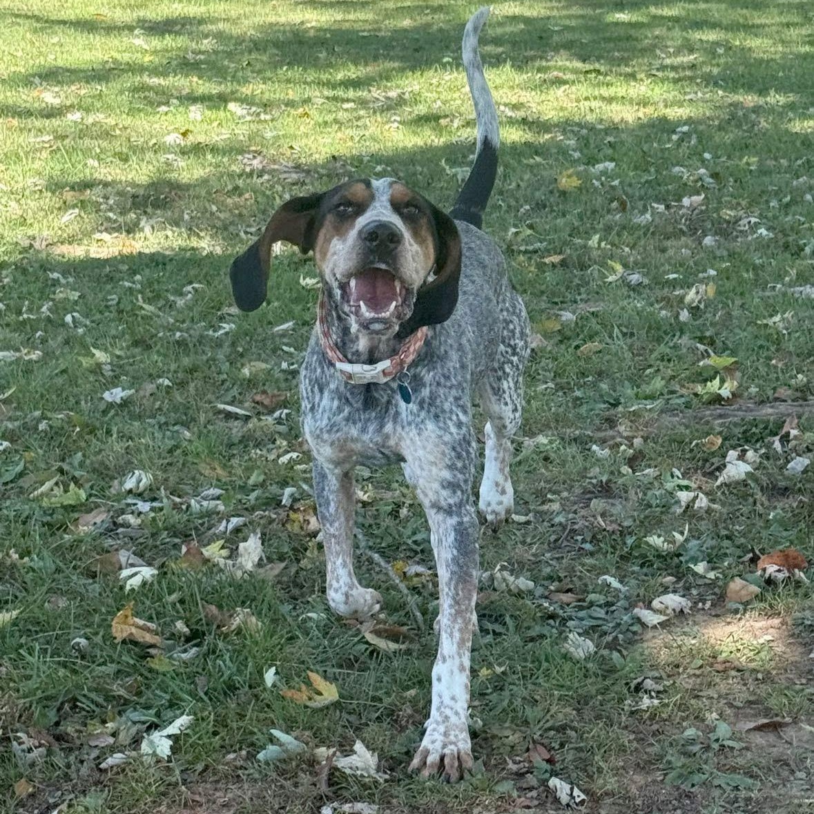 Smokey, a ADOPTABLE Bluetick Coonhound in Greeneville, TN image 6/6