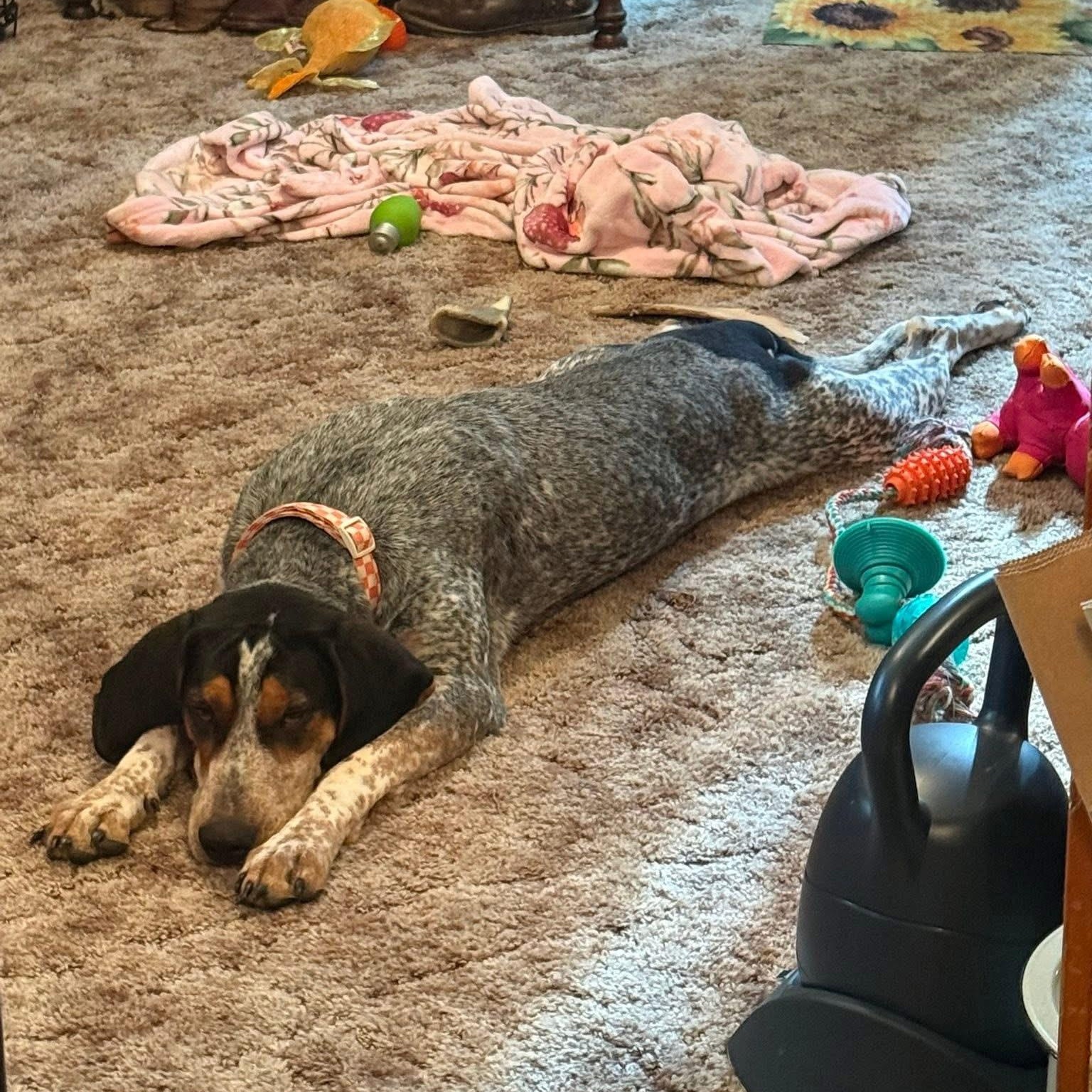 Smokey, a ADOPTABLE Bluetick Coonhound in Greeneville, TN image 3/6