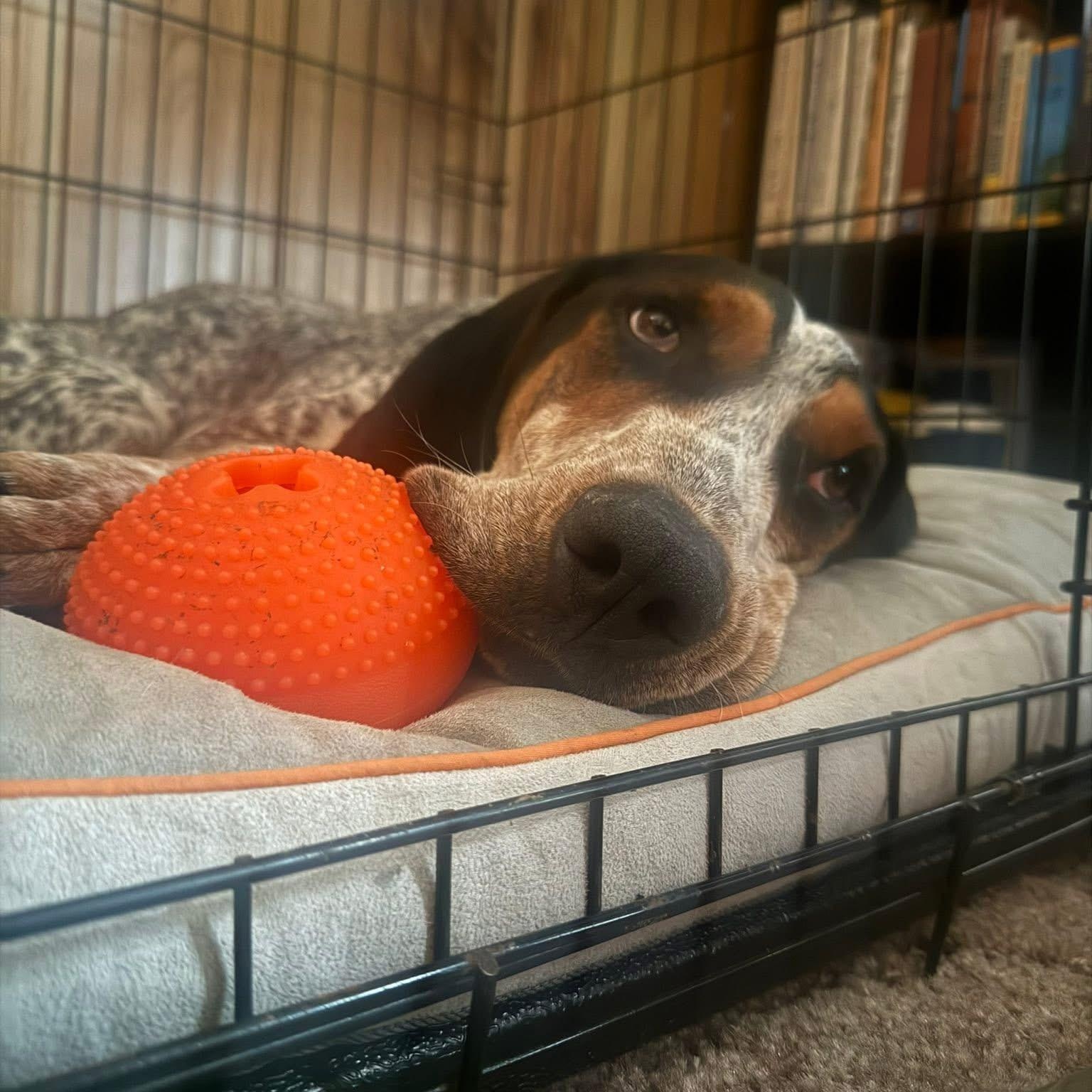 Smokey, a ADOPTABLE Bluetick Coonhound in Greeneville, TN image 4/6