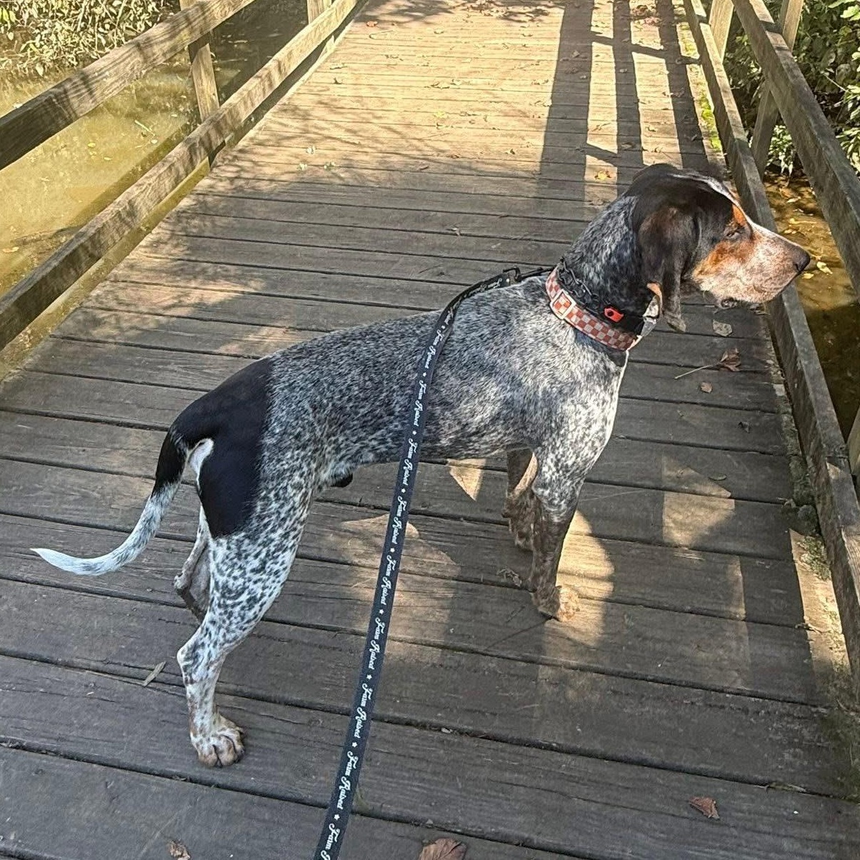 Smokey, a ADOPTABLE Bluetick Coonhound in Greeneville, TN image 5/6