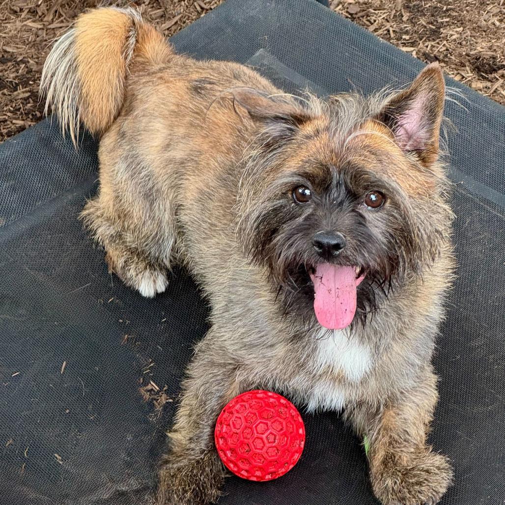 Enlarge Gary, a Adoptable mixed breed in Chester Springs, PA image 1/6