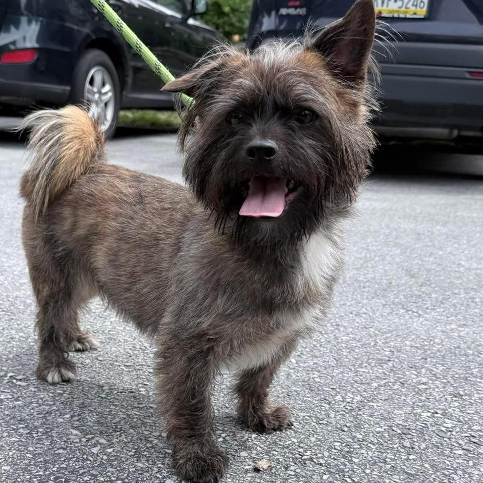 Enlarge Gary, a Adoptable mixed breed in Chester Springs, PA image 5/6