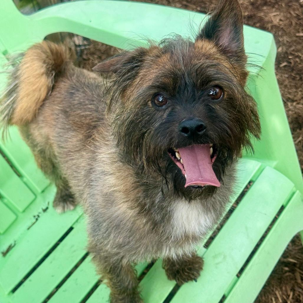 Enlarge Gary, a Adoptable mixed breed in Chester Springs, PA image 6/6