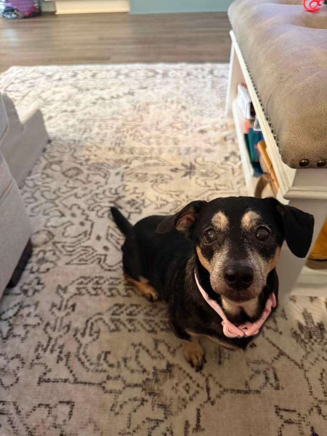 Sidney, a ADOPTABLE mixed breed in Fort Walton Beach, FL image 5/5