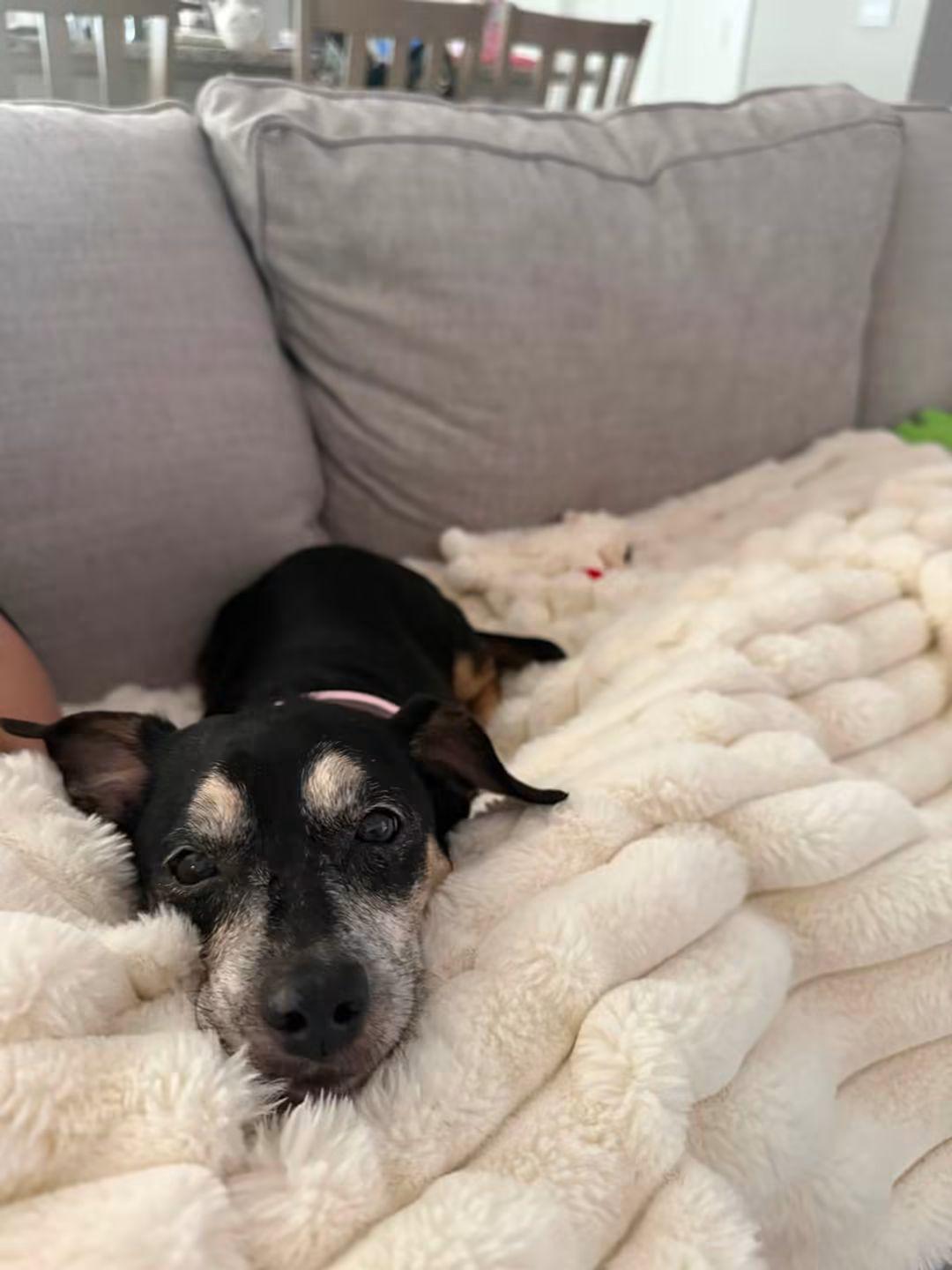 Sidney, ADOPTABLE, Senior Female Dachshund.