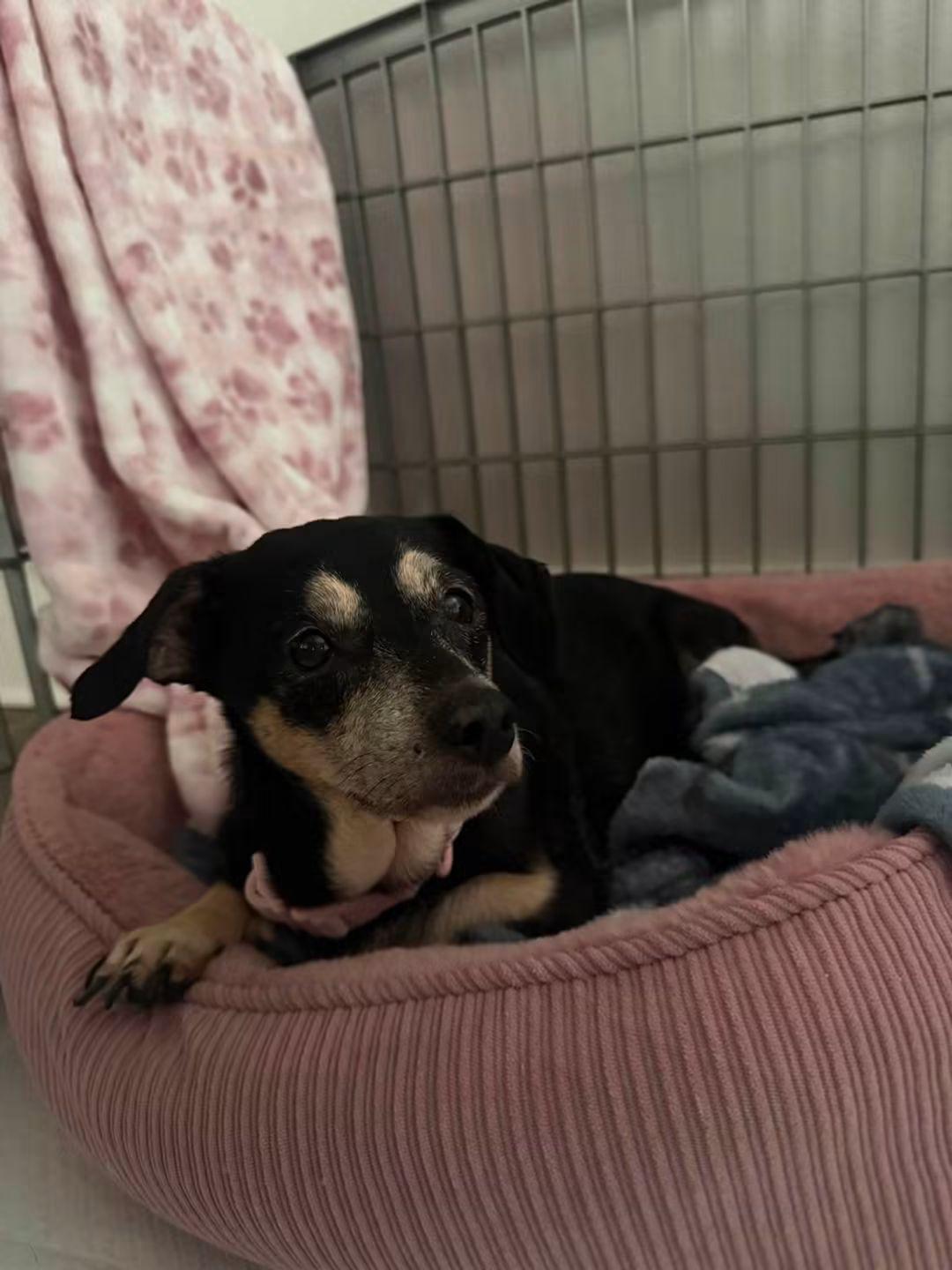 Sidney, a ADOPTABLE mixed breed in Fort Walton Beach, FL image 3/5