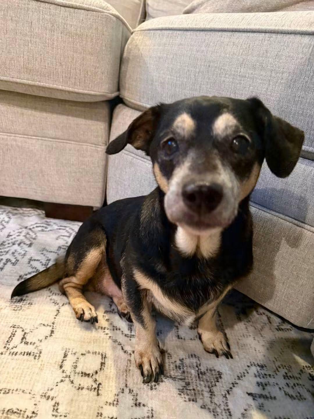 Sidney, a ADOPTABLE mixed breed in Fort Walton Beach, FL image 2/5
