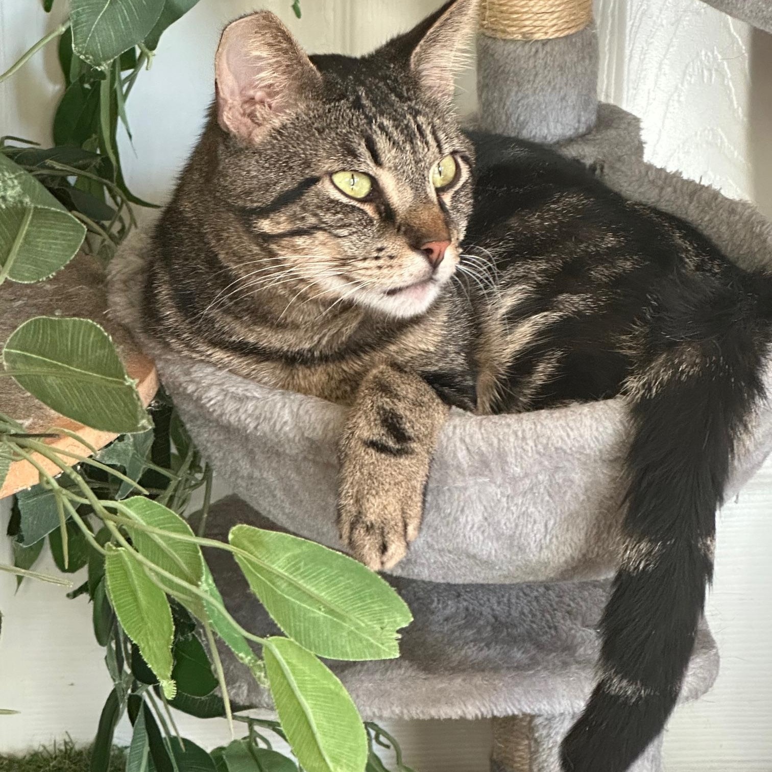 Ziggy, ADOPTABLE, Adult Male American Shorthair.