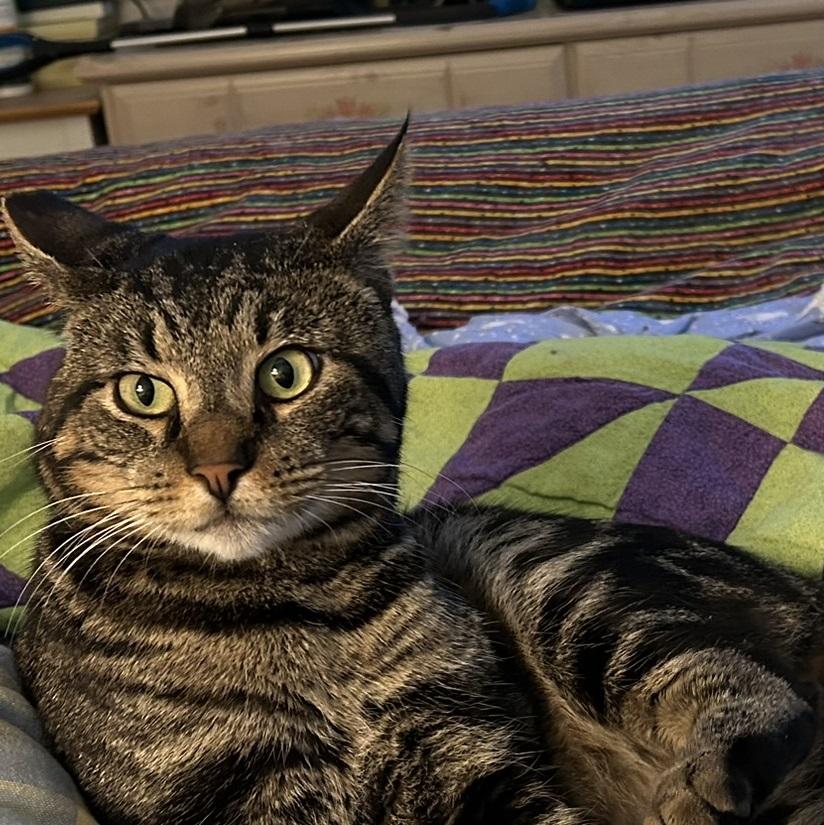 Enlarge Ziggy, a ADOPTABLE American Shorthair in North Hollywood, CA image 3/4