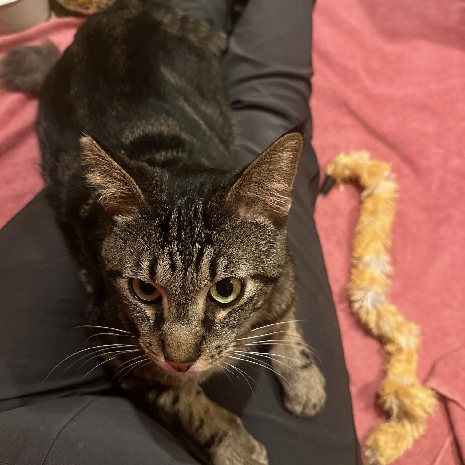 Enlarge Ziggy, a ADOPTABLE American Shorthair in North Hollywood, CA image 3/6