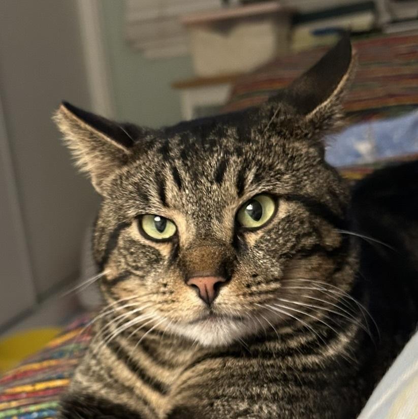 Enlarge Ziggy, a ADOPTABLE American Shorthair in North Hollywood, CA image 1/4