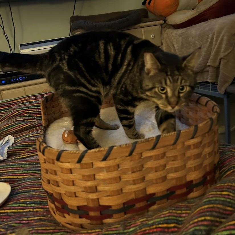 Enlarge Ziggy, a ADOPTABLE American Shorthair in North Hollywood, CA image 2/4