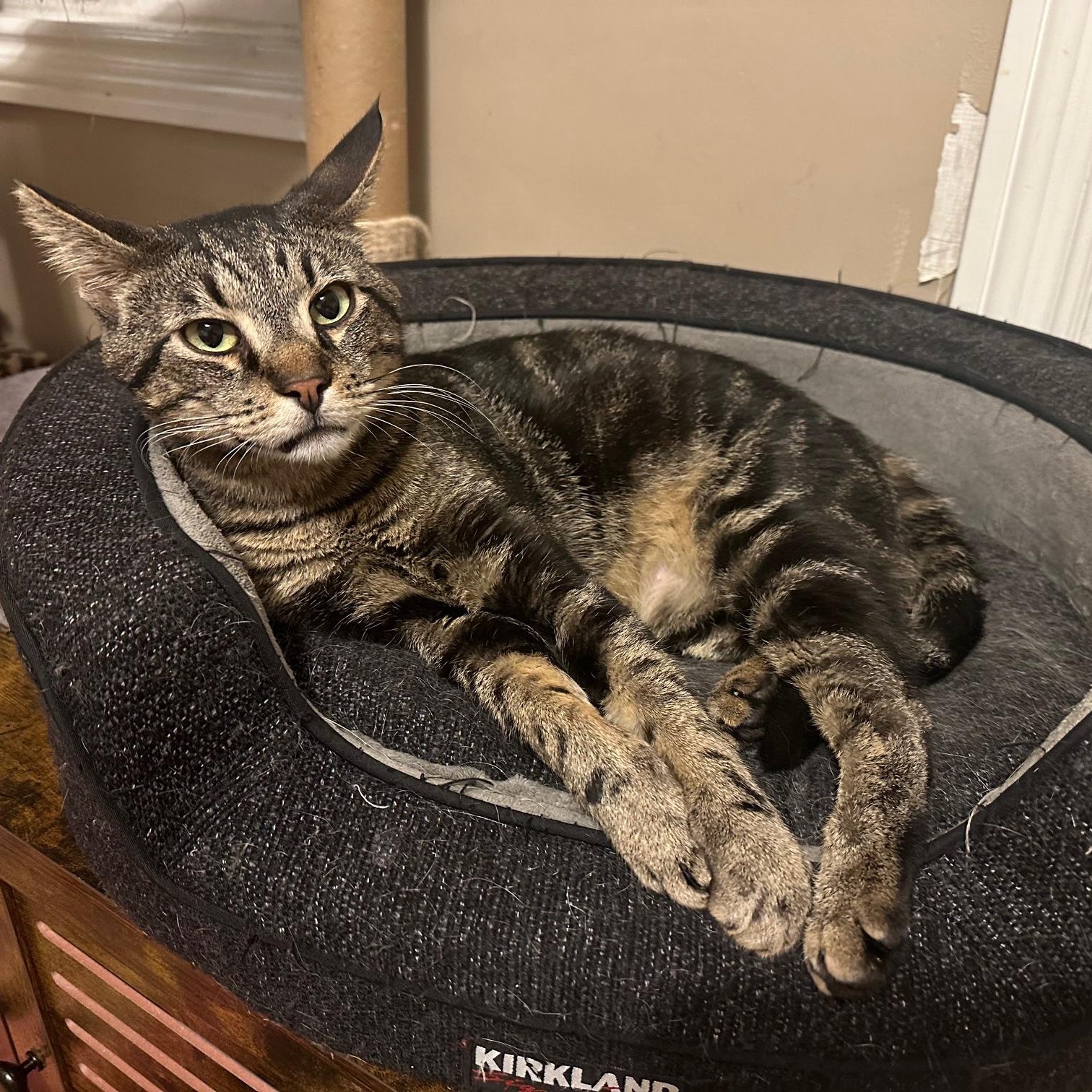 Enlarge Ziggy, a ADOPTABLE American Shorthair in North Hollywood, CA image 4/6