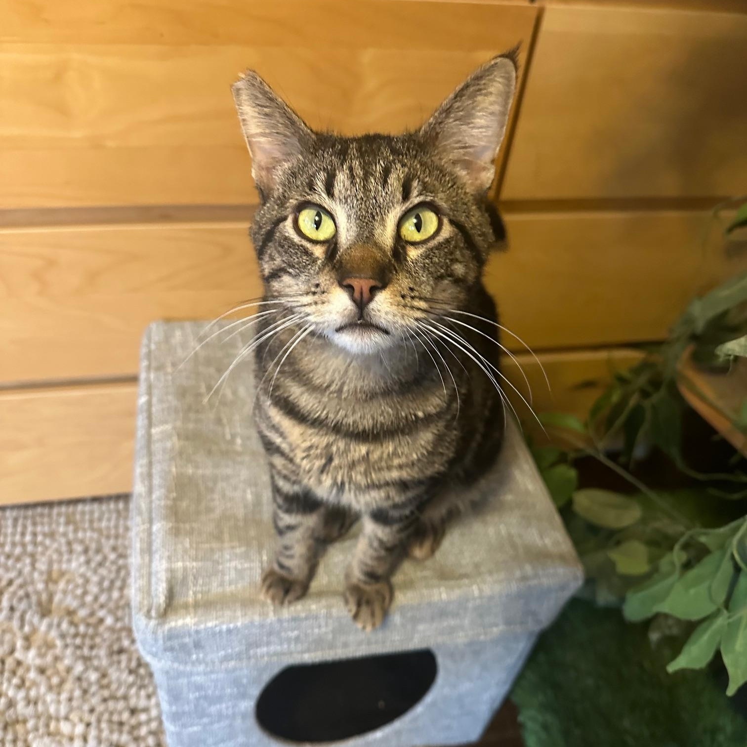 Enlarge Ziggy, a ADOPTABLE American Shorthair in North Hollywood, CA image 2/6