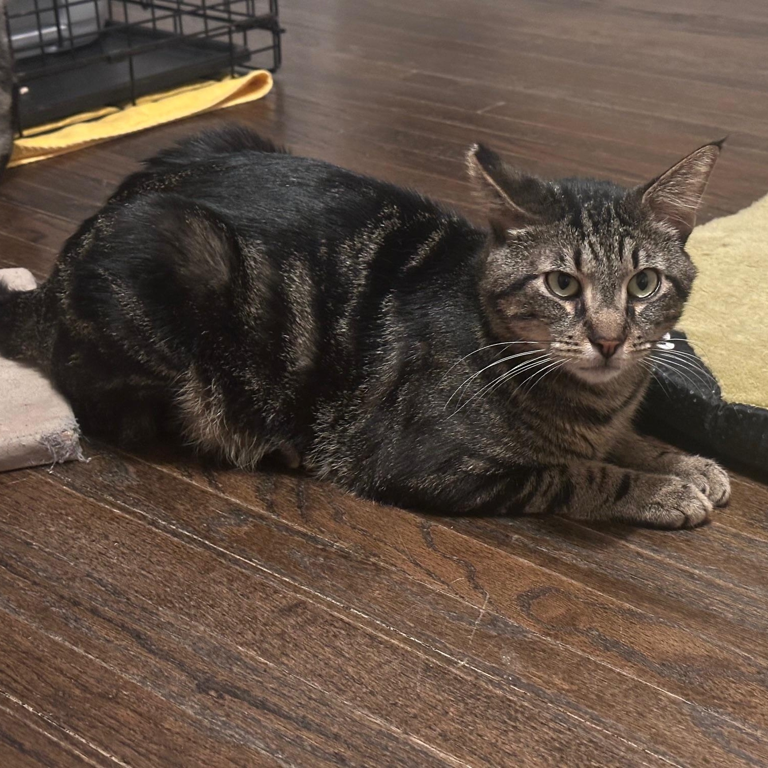 Enlarge Ziggy, a ADOPTABLE American Shorthair in North Hollywood, CA image 5/6