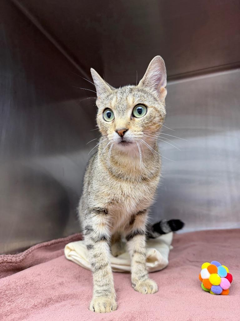 Jahayra, Adoptable, Young Female Domestic Short Hair.