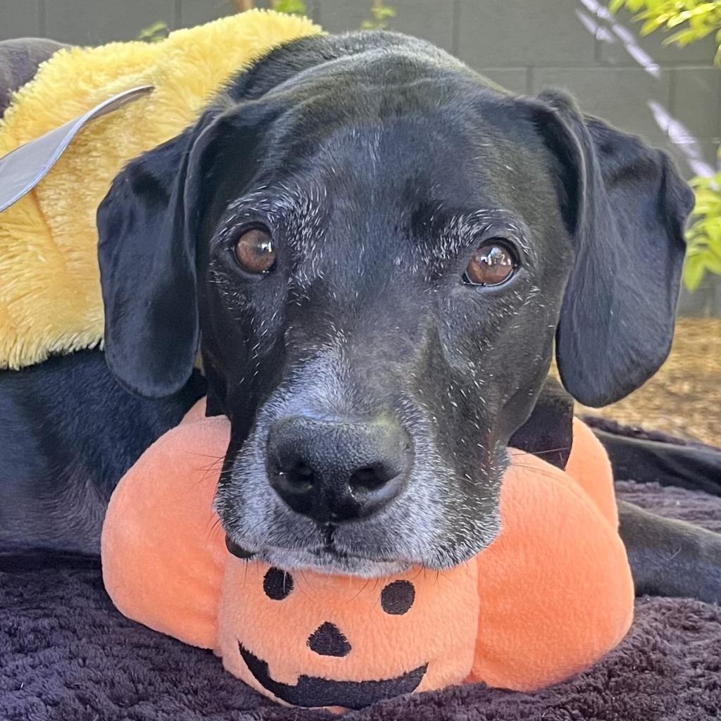 Enlarge Ridley, a Adoptable mixed breed in Tempe, AZ image 2/6