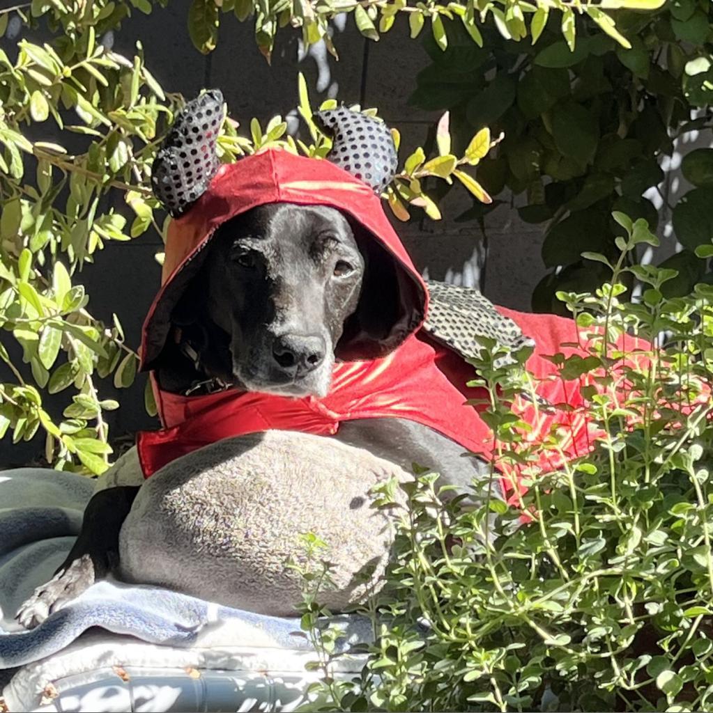 Enlarge Ridley, a Adoptable mixed breed in Tempe, AZ image 3/6