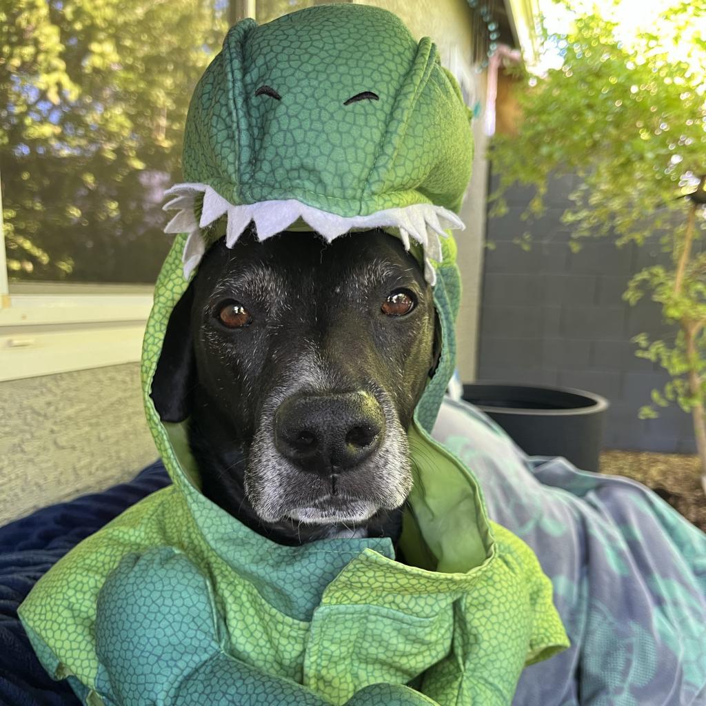 Enlarge Ridley, a Adoptable mixed breed in Tempe, AZ image 4/6