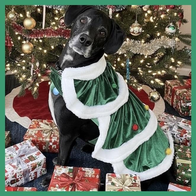 Enlarge Ridley, a Adoptable mixed breed in Tempe, AZ image 5/6