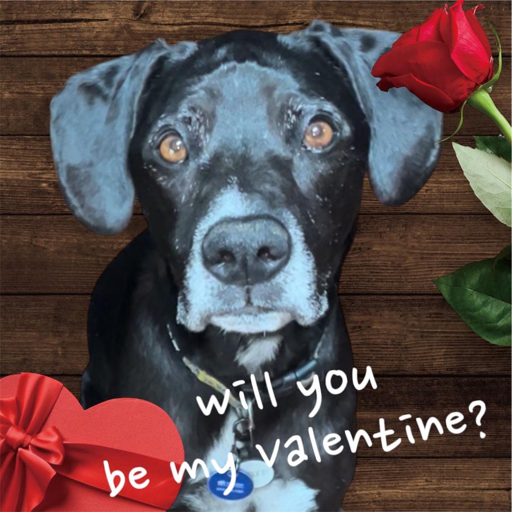 Ridley, a Adoptable mixed breed in Tempe, AZ image 5/6