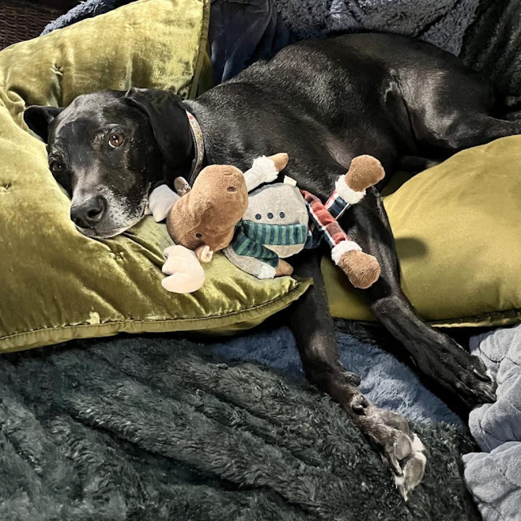 Enlarge Ridley, a Adoptable mixed breed in Tempe, AZ image 6/6