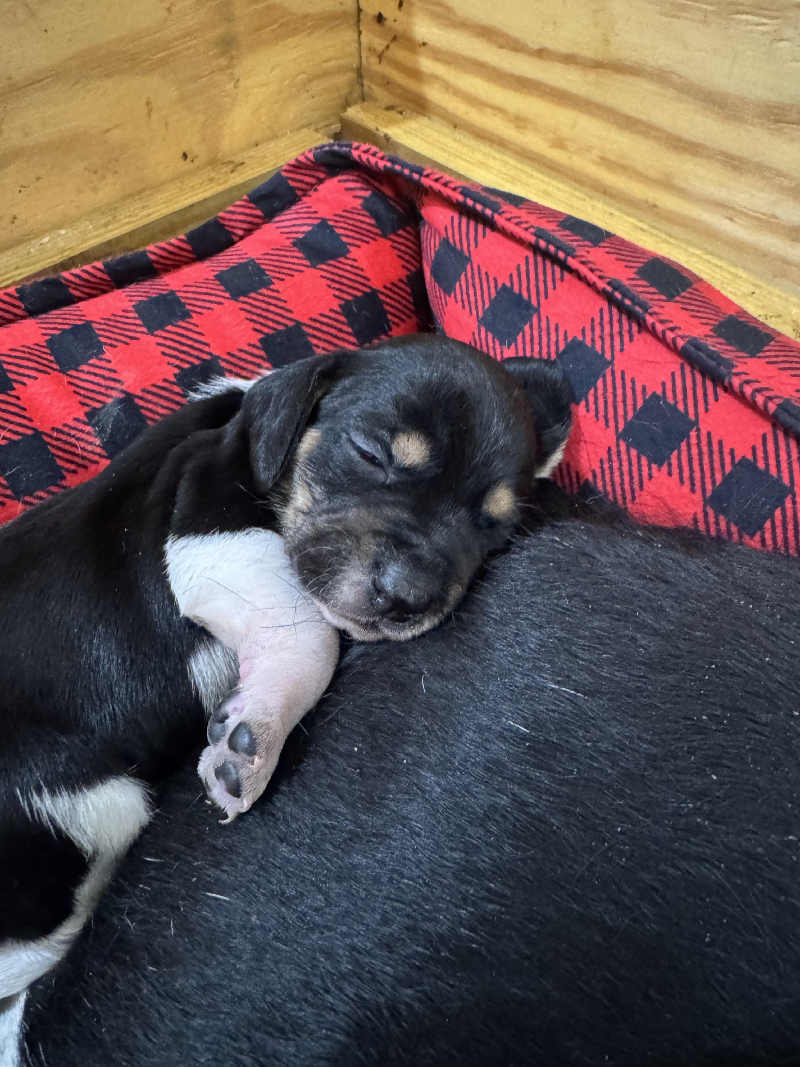 Enlarge Judah, an adopted mixed breed in Stuarts Draft, VA image 2/5