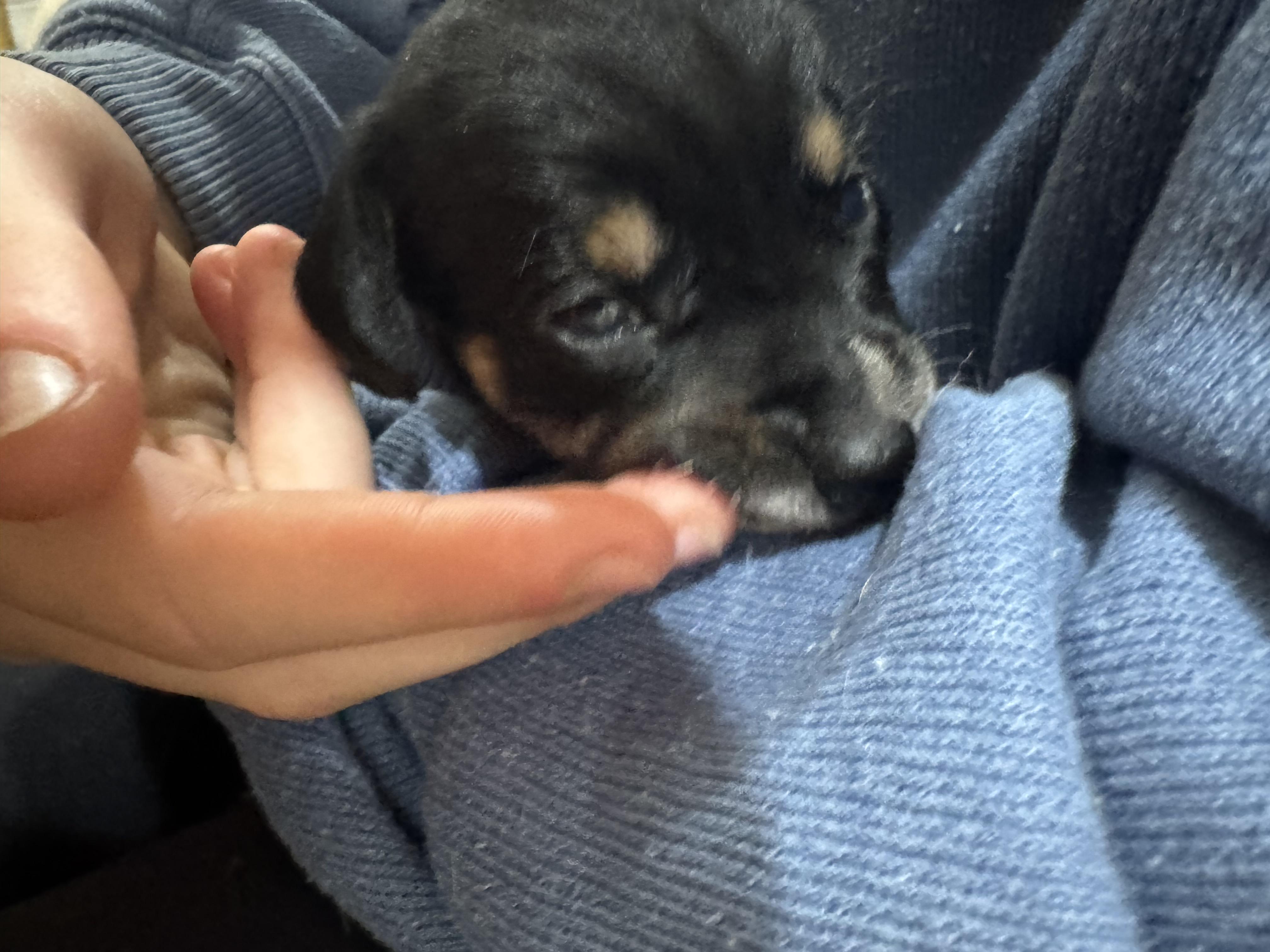 Enlarge Judah, an adopted mixed breed in Stuarts Draft, VA image 3/5