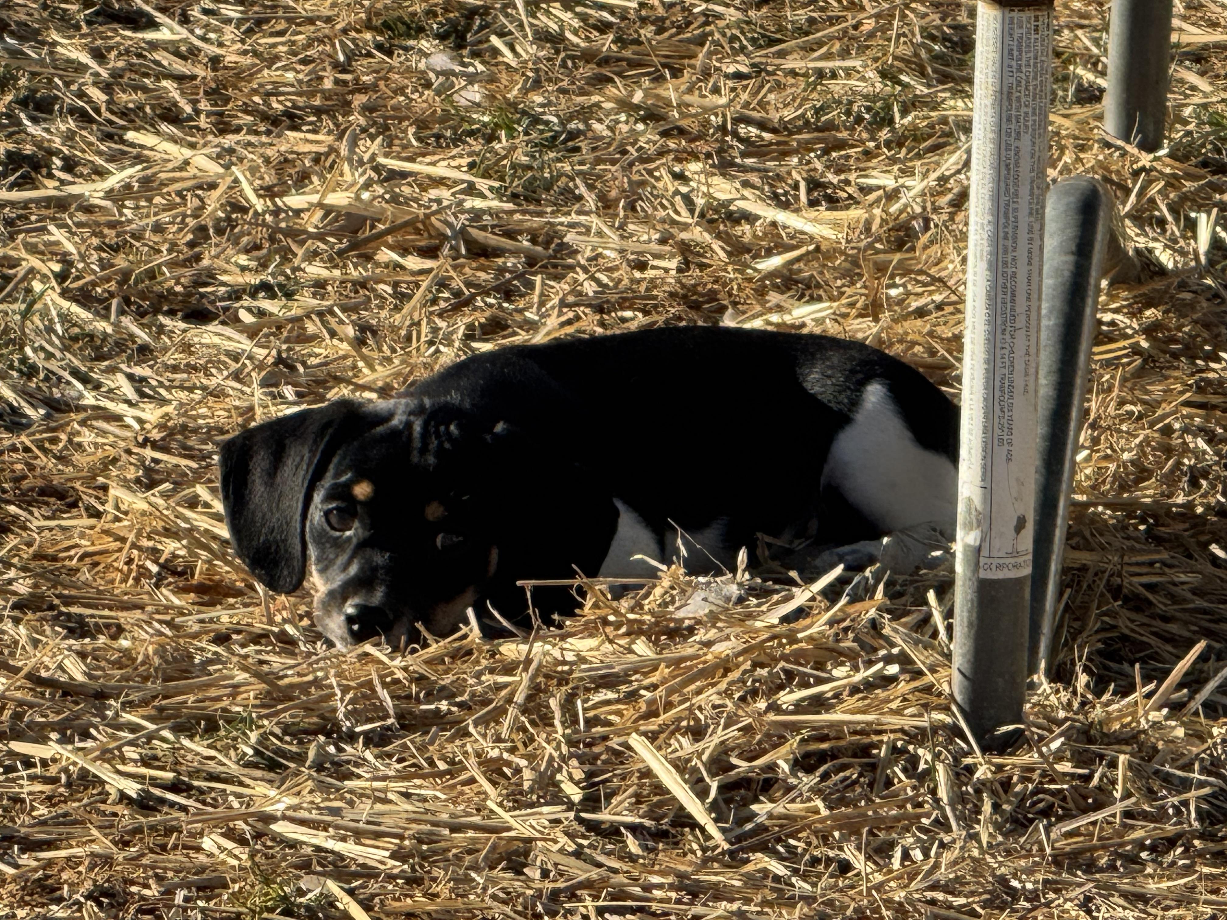 Enlarge Judah, an adopted mixed breed in Stuarts Draft, VA image 4/5