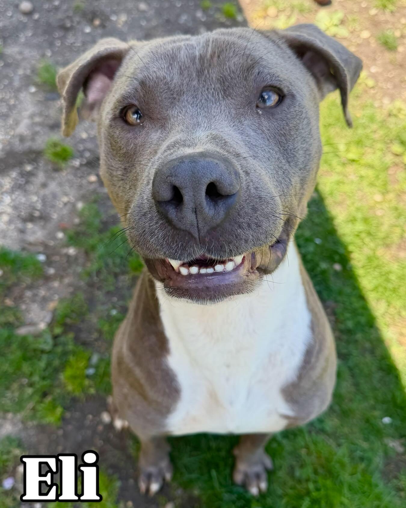 Enlarge Eli Tag 346, a ADOPTABLE mixed breed in Central Islip, NY image 1/1