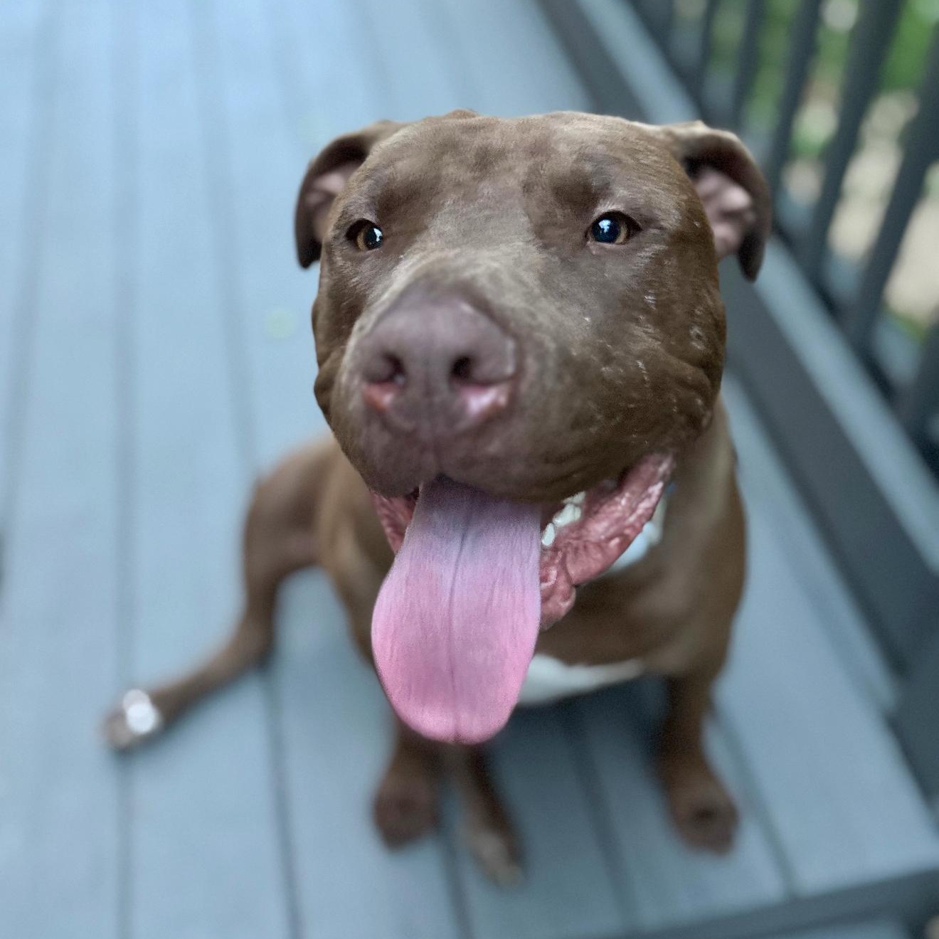 Chopper, Adoptable, Young Male Pit Bull Terrier & American Staffordshire Terrier.