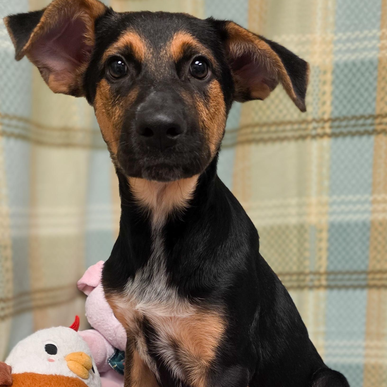 Dennis, Adopted, Puppy Male Shepherd.