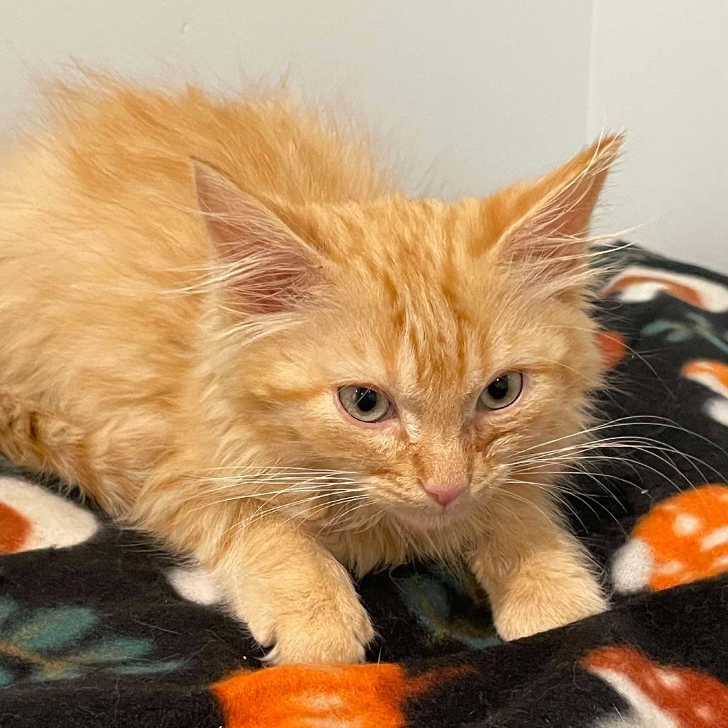 Mufasa Shaw, a Adoptable Domestic Medium Hair in Eagle Mountain, UT image 1/2