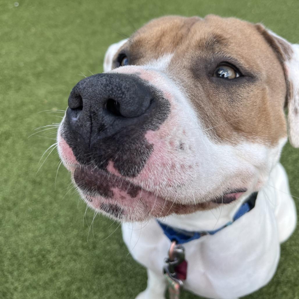 Mason, Adoptable, Adult Male Pit Bull Terrier.