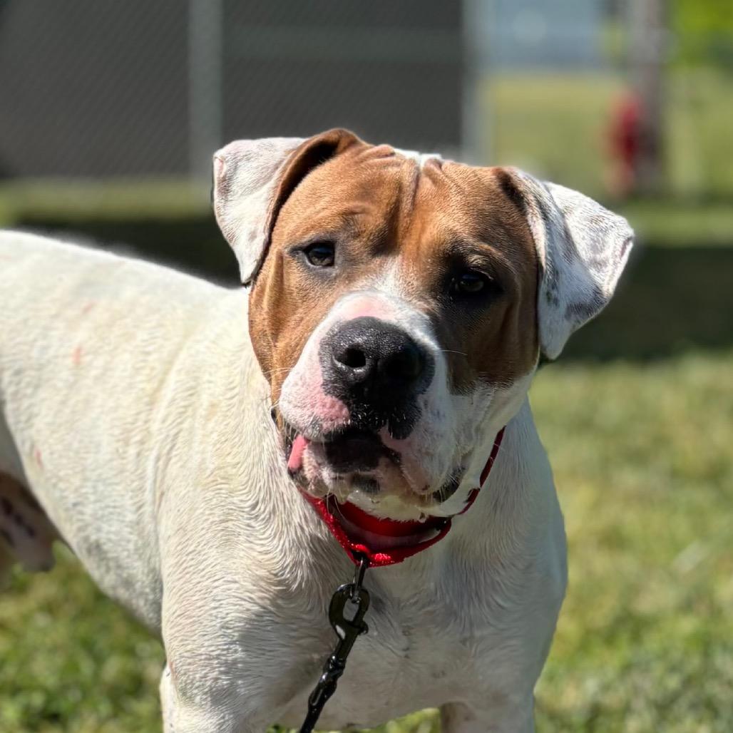 Mason, a Adoptable Pit Bull Terrier in Nashville, IN image 3/6