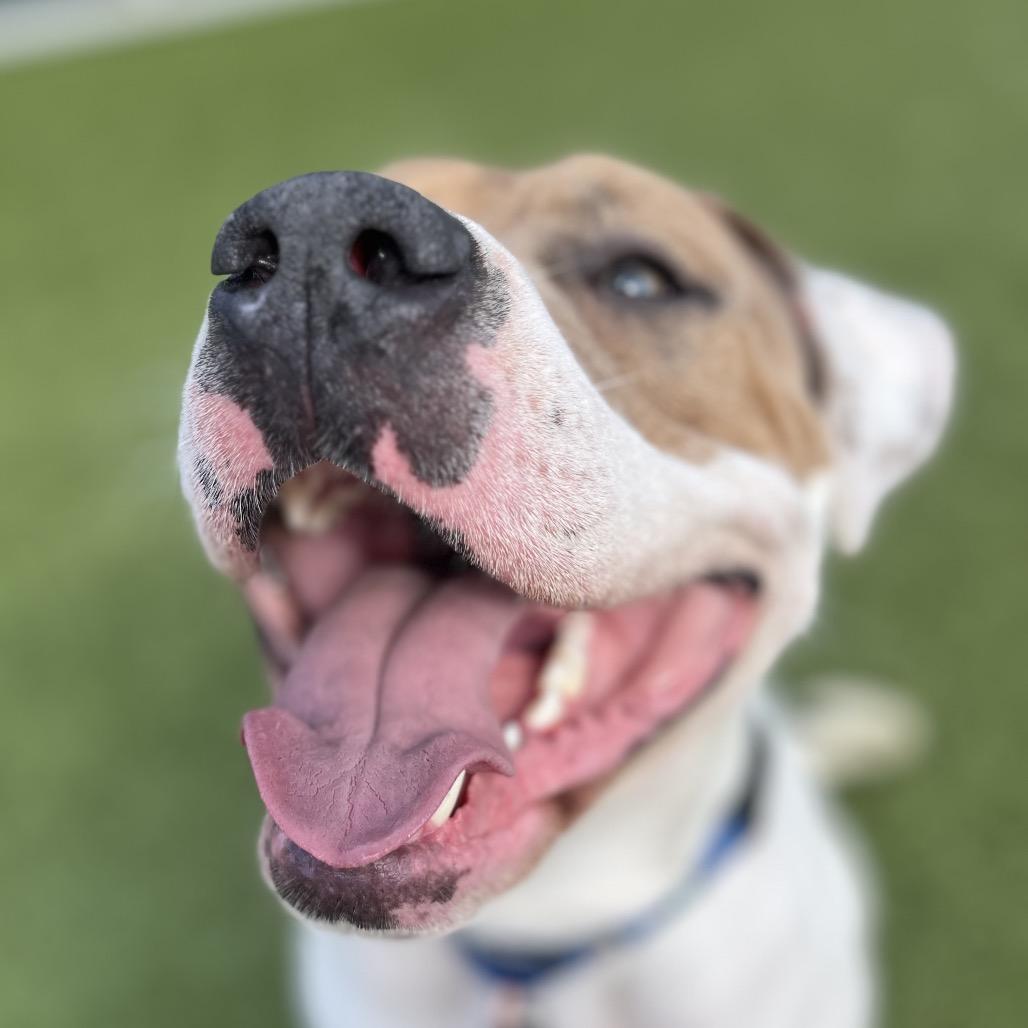 Mason, Adoptable, Adult Male Pit Bull Terrier.