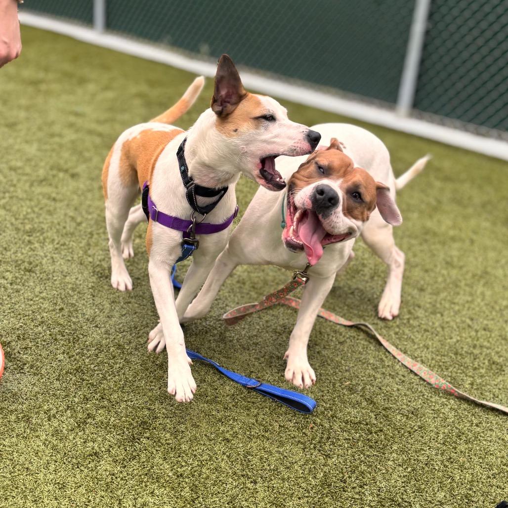 Mason, a Adoptable Pit Bull Terrier in Nashville, IN image 2/6