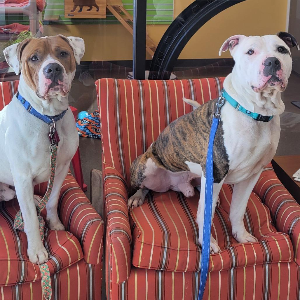 Mason, a Adoptable Pit Bull Terrier in Nashville, IN image 5/6