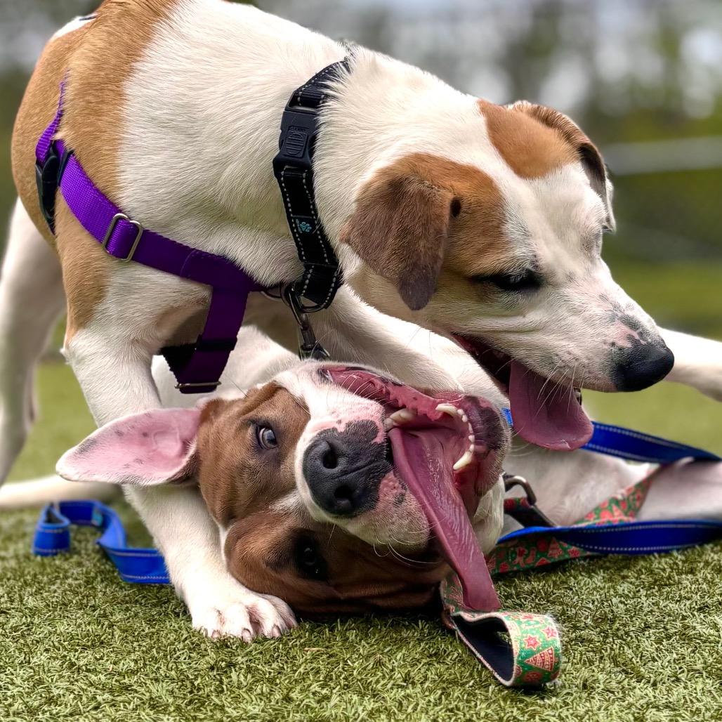 Mason, a Adoptable Pit Bull Terrier in Nashville, IN image 6/6