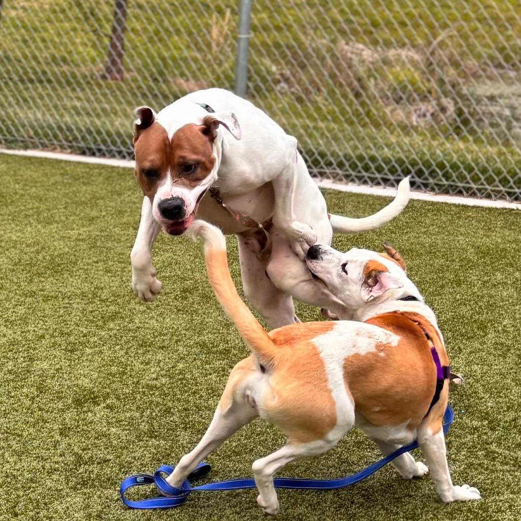 Mason, a Adoptable Pit Bull Terrier in Nashville, IN image 6/6