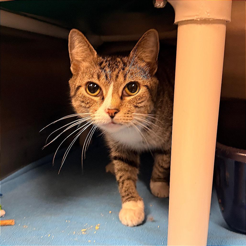 Pina Colada, Adoptable, Young Female Domestic Short Hair.
