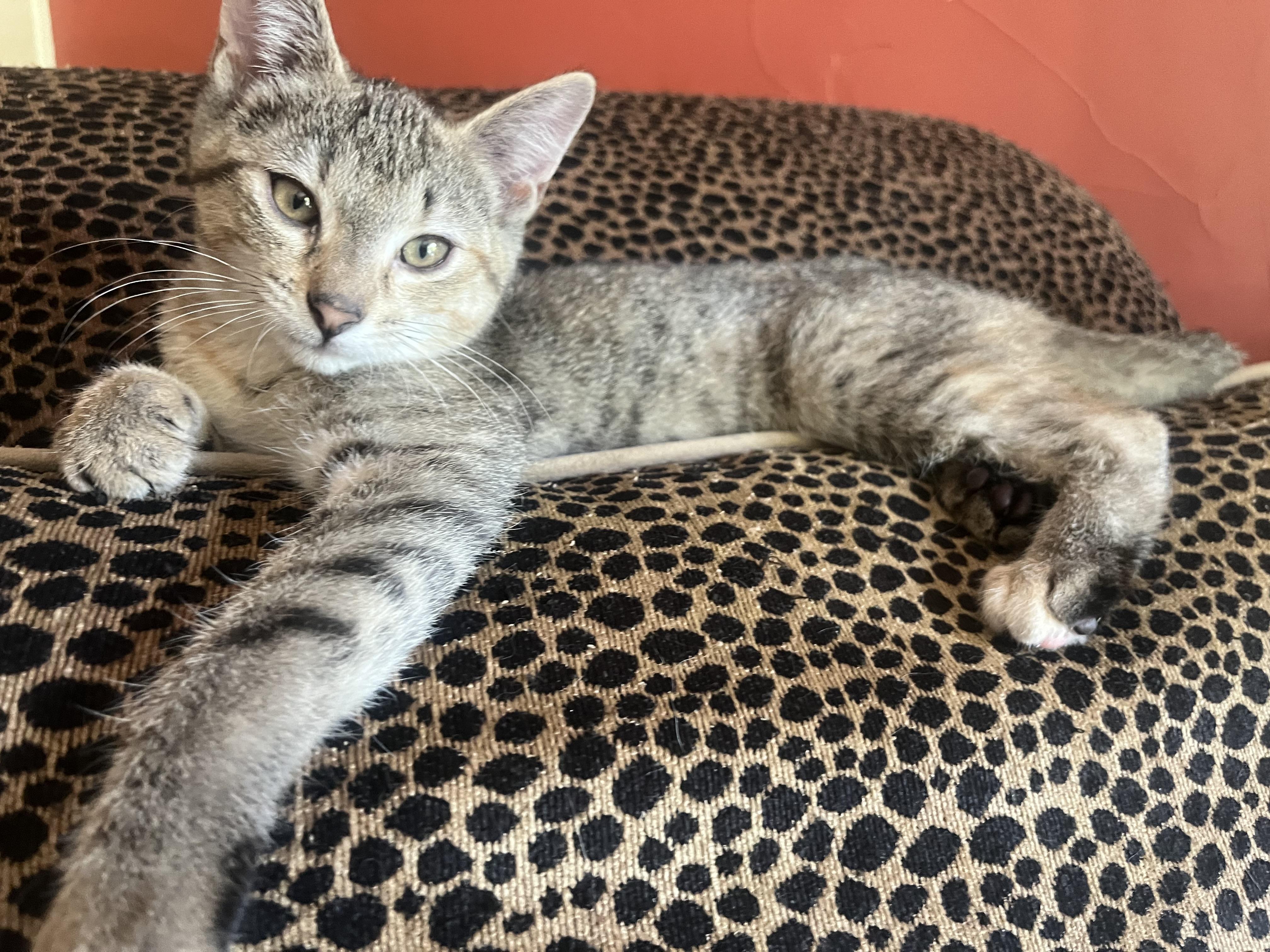 Mary Berry, Baby Female Tabby