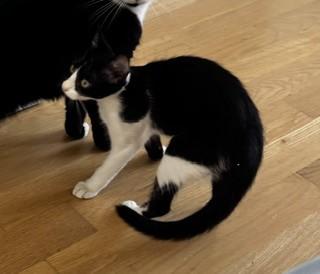 Robot, a Adoptable Domestic Short Hair in Hull, MA image 1/5