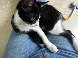 Robot, a Adoptable Domestic Short Hair in Hull, MA image 2/5