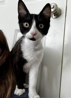 Robot, a Adoptable Domestic Short Hair in Hull, MA image 3/5
