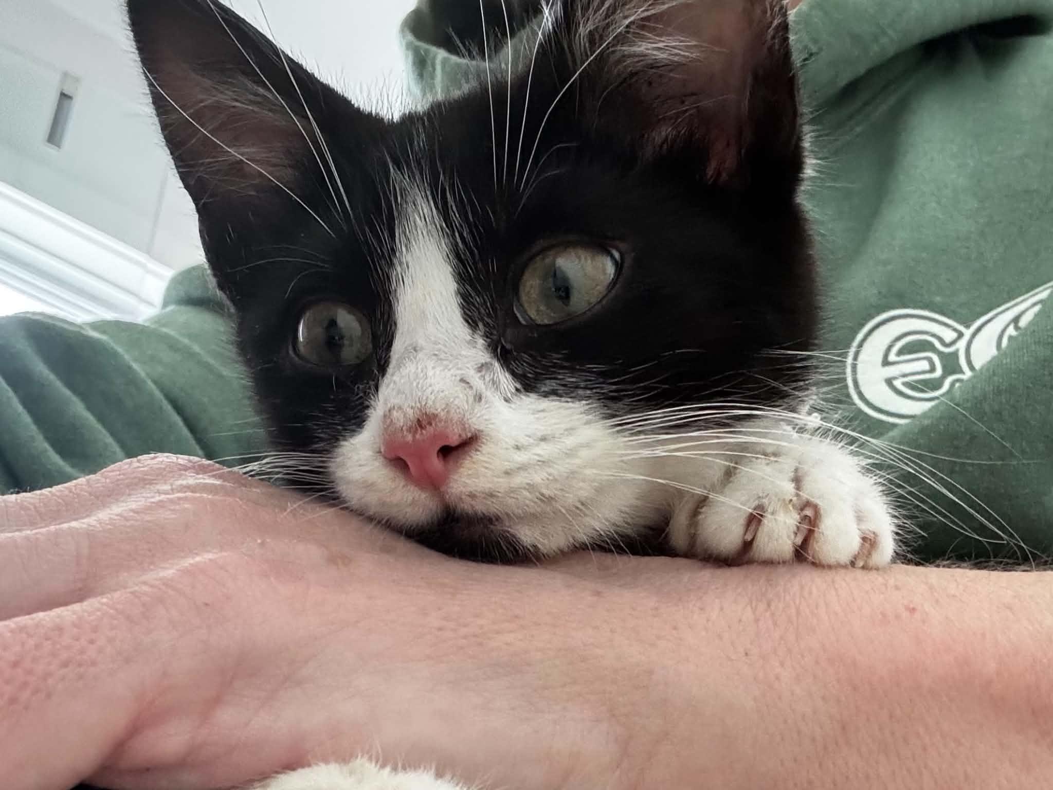 Robot, Adoptable, Kitten Male Domestic Short Hair.