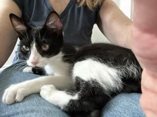 Robot, a Adoptable Domestic Short Hair in Hull, MA image 5/5