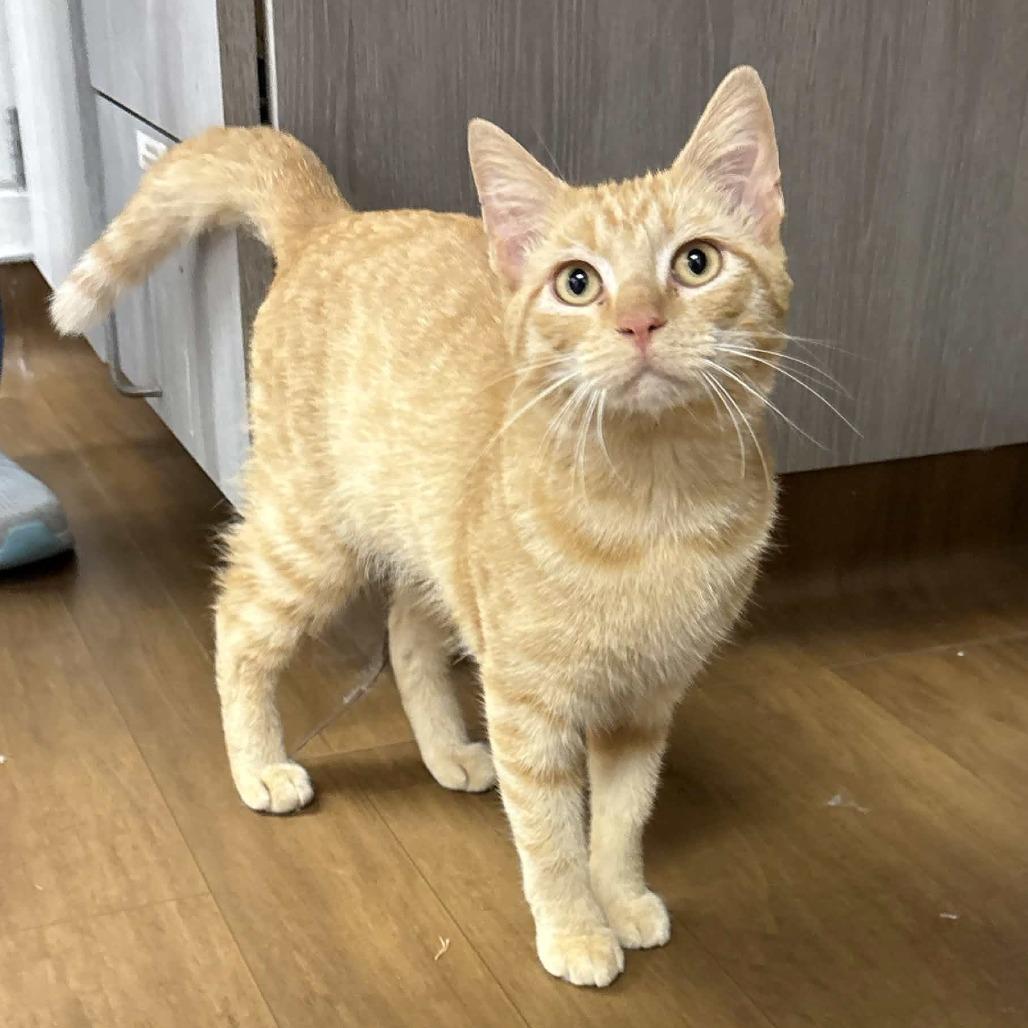 Nacho, Adoptable, Adult Male Domestic Short Hair.